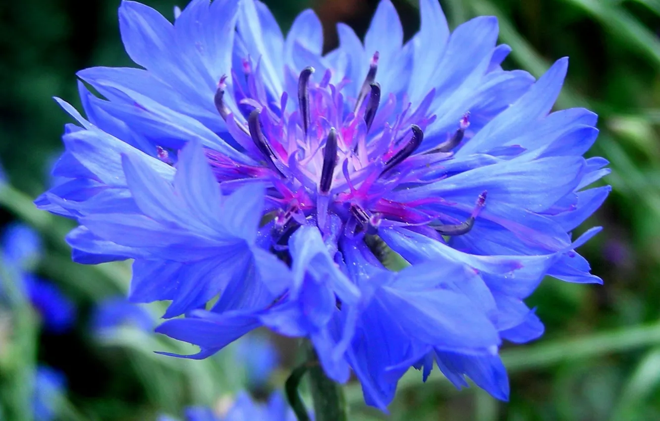 Фото обои зелень, цветок, синий, василек, васильки, bluet, cornflower, centaurea