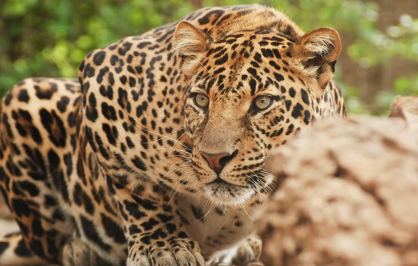 Фото обои Леопард, засада, внимательный взгляд