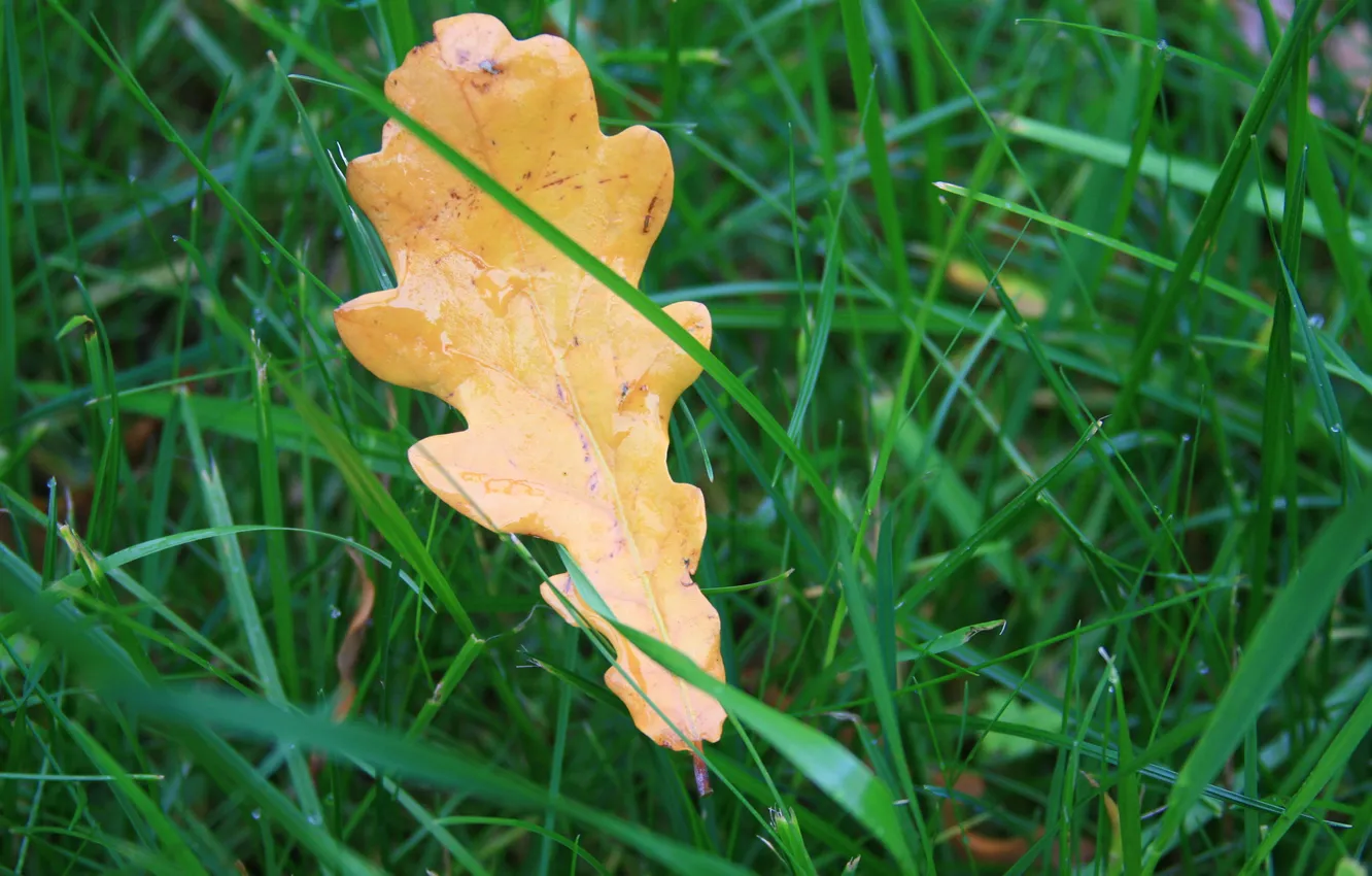 Фото обои осень, трава, макро, желтый, природа, дерево, обои, утро