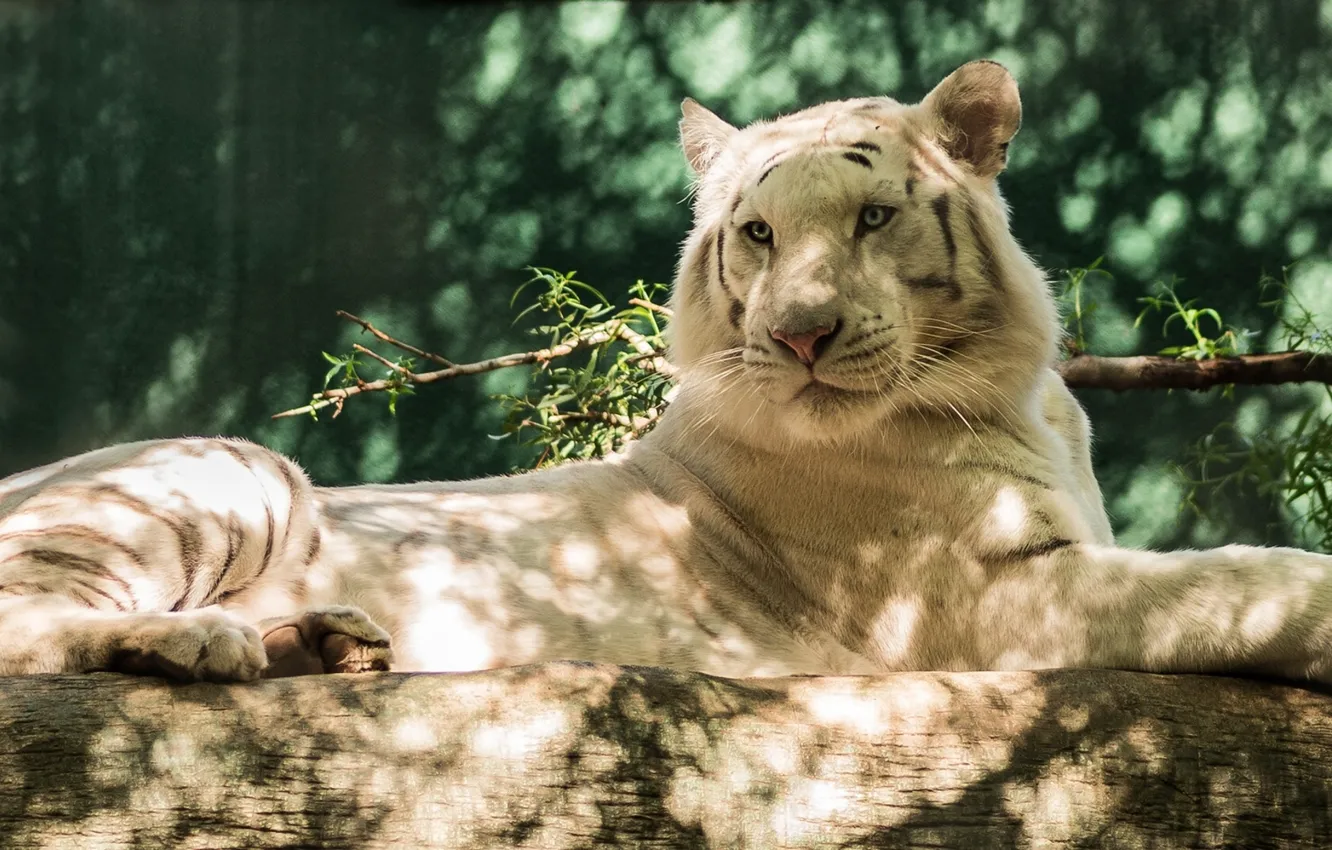Фото обои хищник, бревно, белый тигр