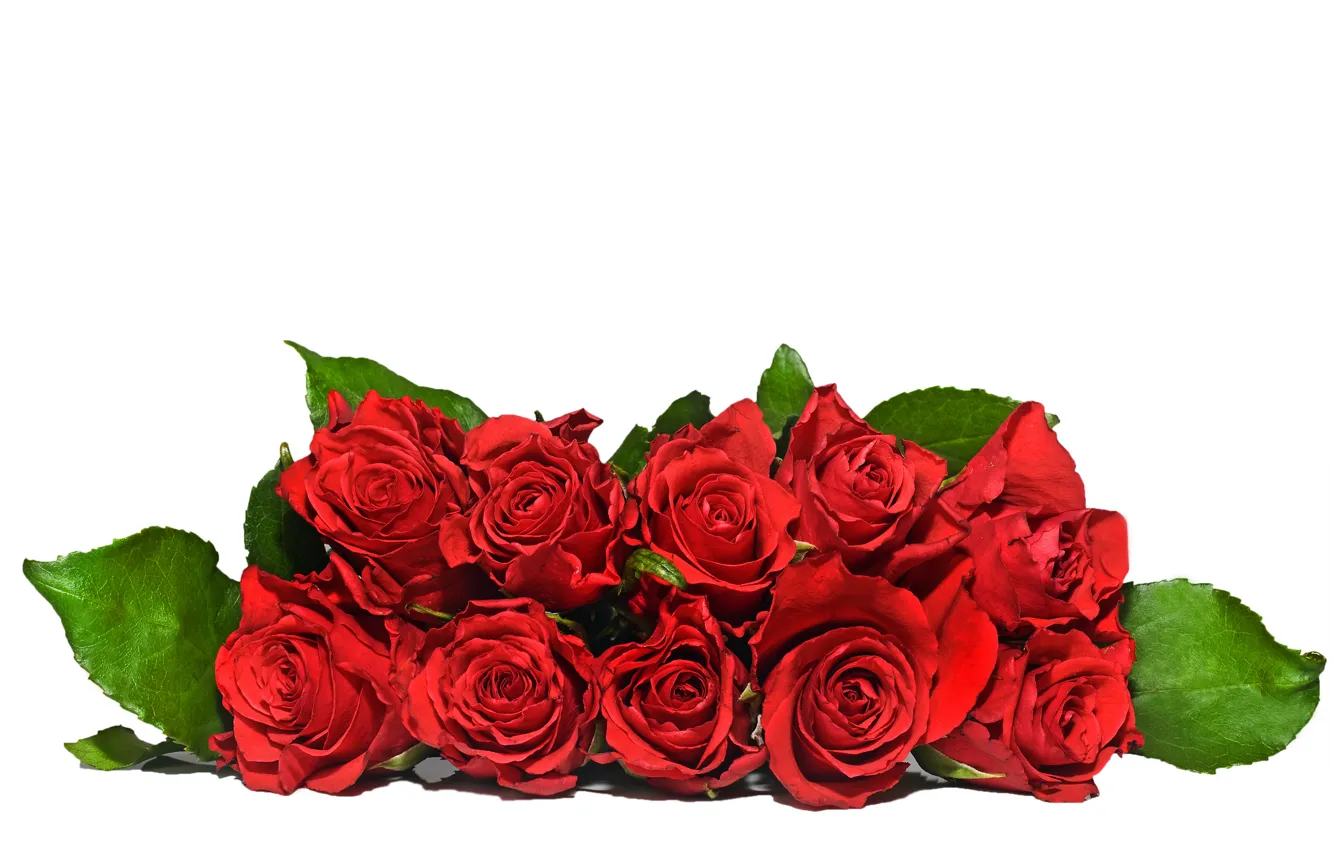 Фото обои цветы, букет, красные розы