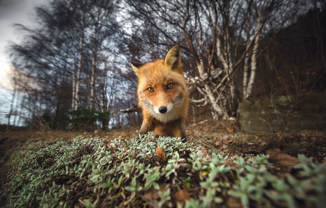 Фото обои fox, camera, look, curious