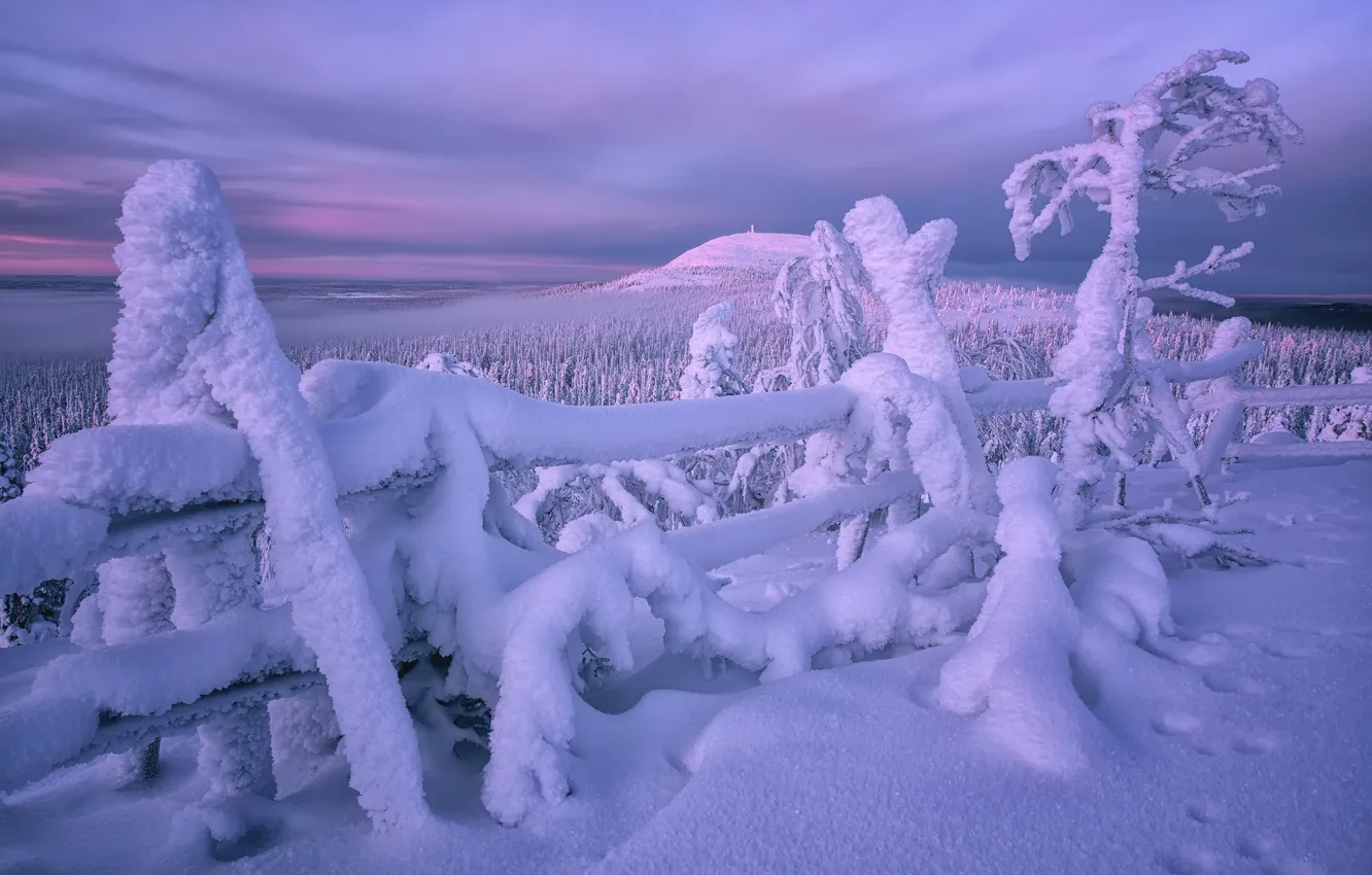 Фото обои зима, лес, снег, деревья, забор, сугробы, Финляндия, Лапландия