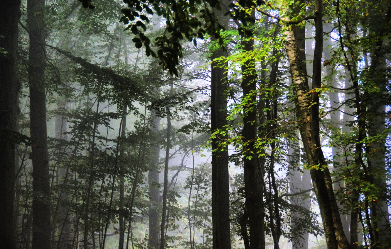 Фото обои лес, листья, деревья, туман