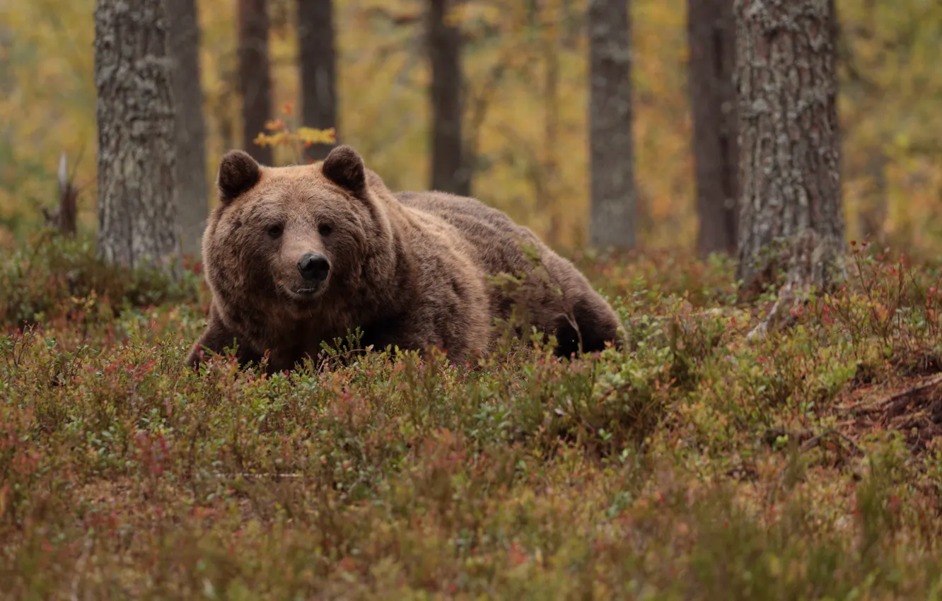 Фото обои лес, взгляд, морда, природа, поза, заросли, медведь, бурый медведь