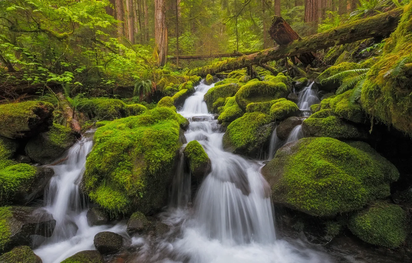 Фото обои лес, ручей, камни, водопад, мох, речка, каскад, Washington