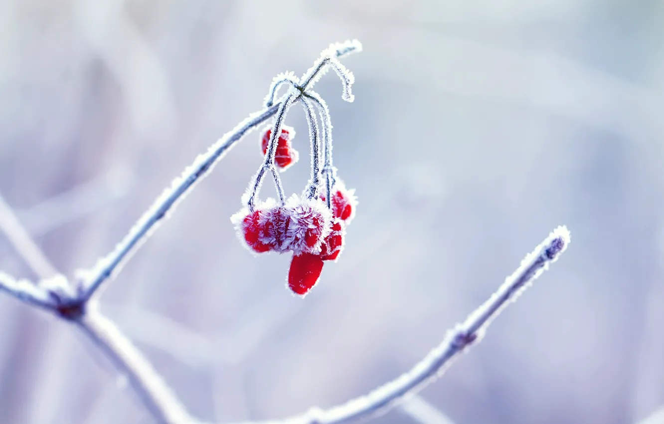 Фото обои зима, макро, природа