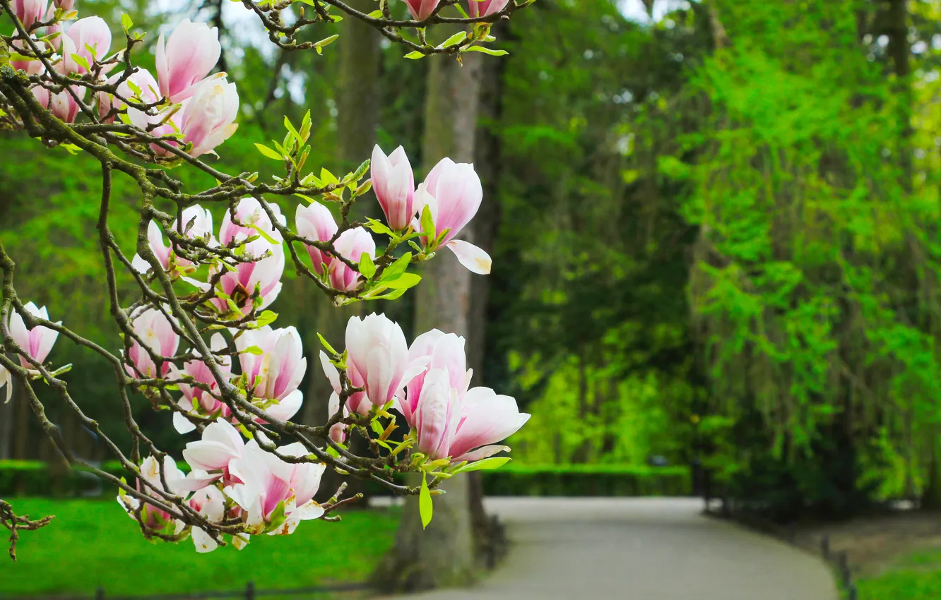 Фото обои flower, magnolia, twig