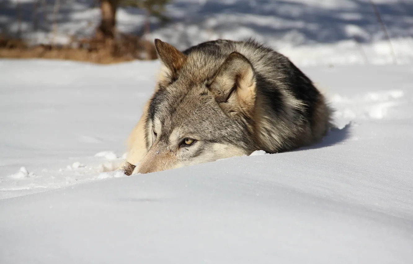 Фото обои зима, снег, волк
