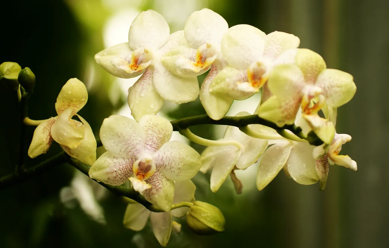 Фото обои цветок, ветка, бутоны, орхидея, светлая, фалинопсис, в крапинку