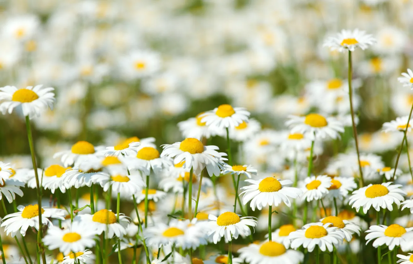 Фото обои цветы, поляна, ромашки, луг, ярко, солнечно, полевые