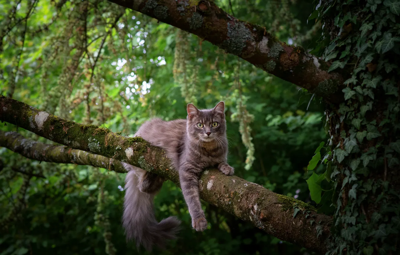 Фото обои зелень, кошка, кот, взгляд, ветки, поза, серый, дерево