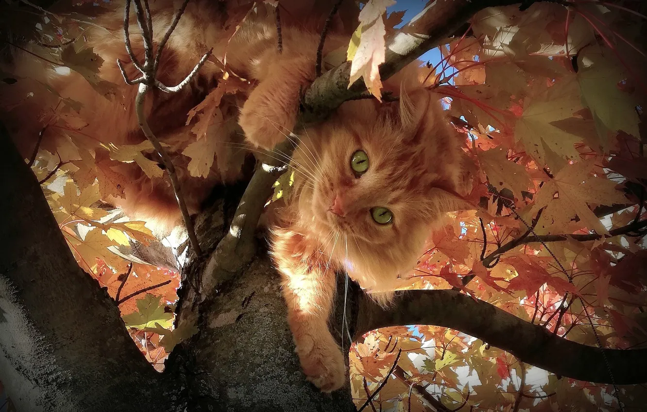 Фото обои осень, кот, взгляд, листья, ветки, дерево, пушистый, рыжий