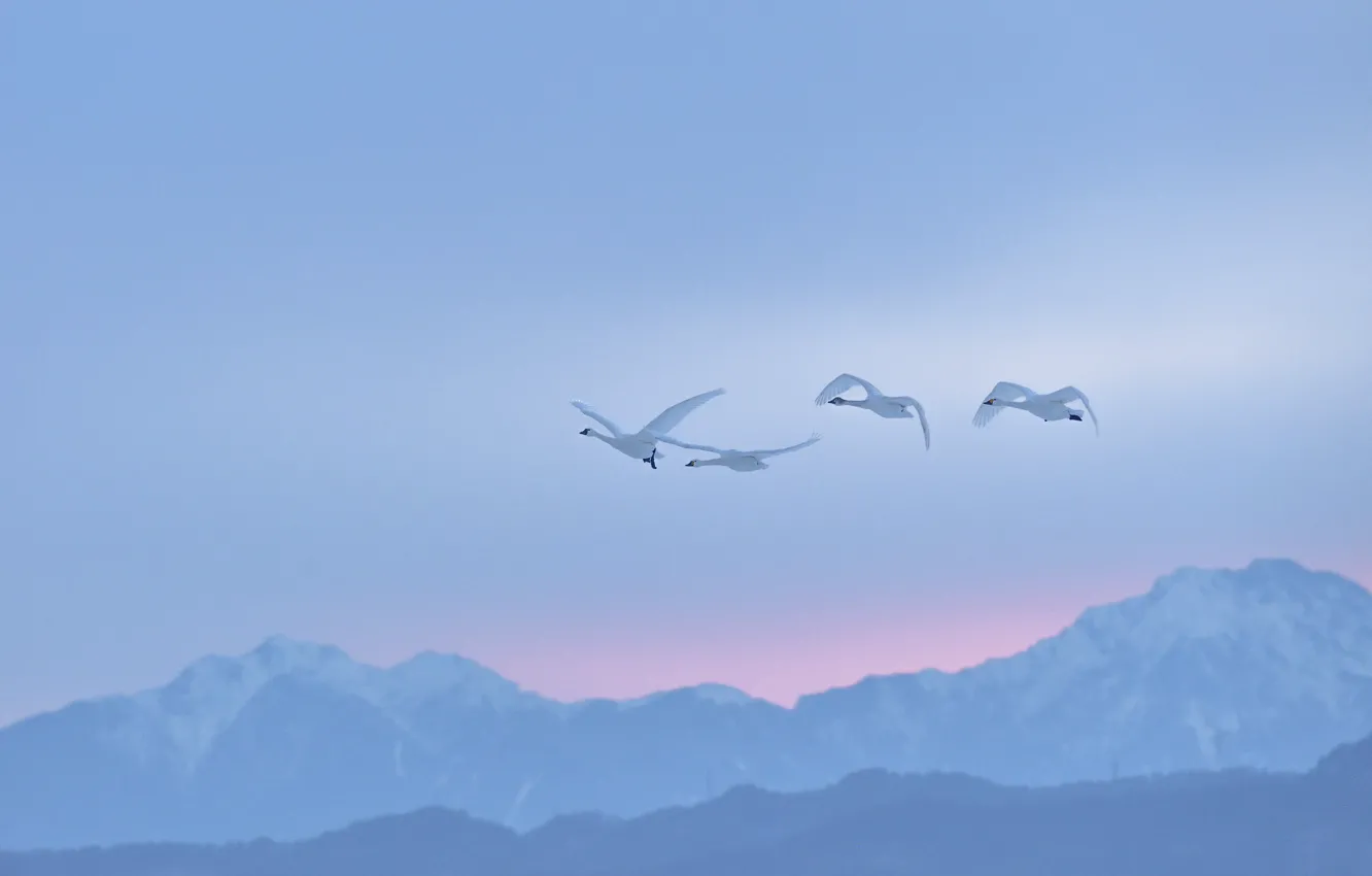 Фото обои зима, небо, полет, горы, птицы, туман, рассвет, склоны