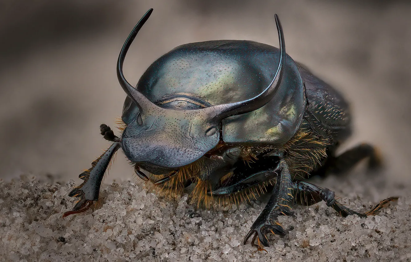 Фото обои природа, насекомое, Onthophagus taurus