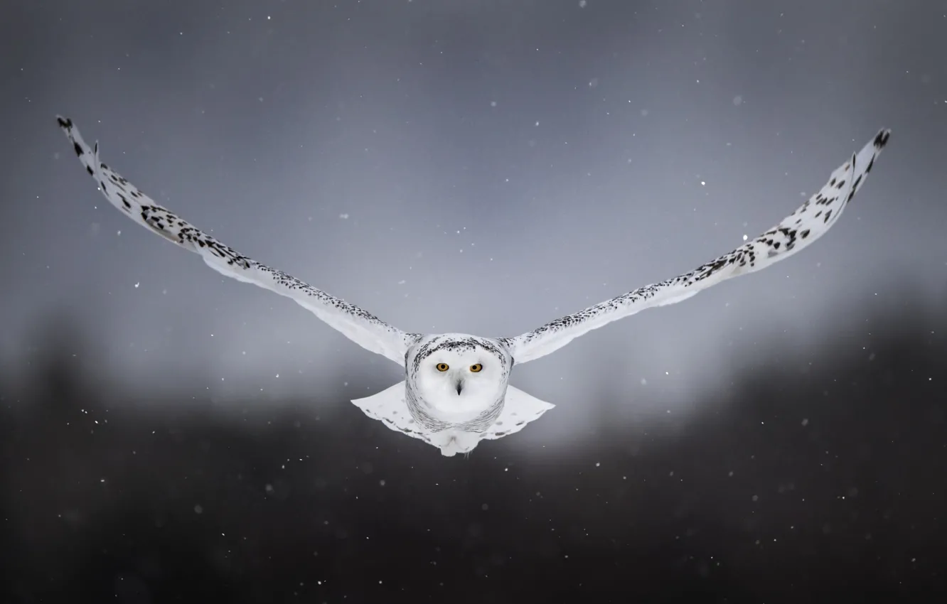 Фото обои снег, фон, сова, птица, крылья, полёт, полярная сова, белая сова