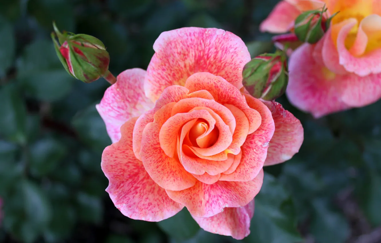 Фото обои макро, розовый, роза, красавица, бутоны