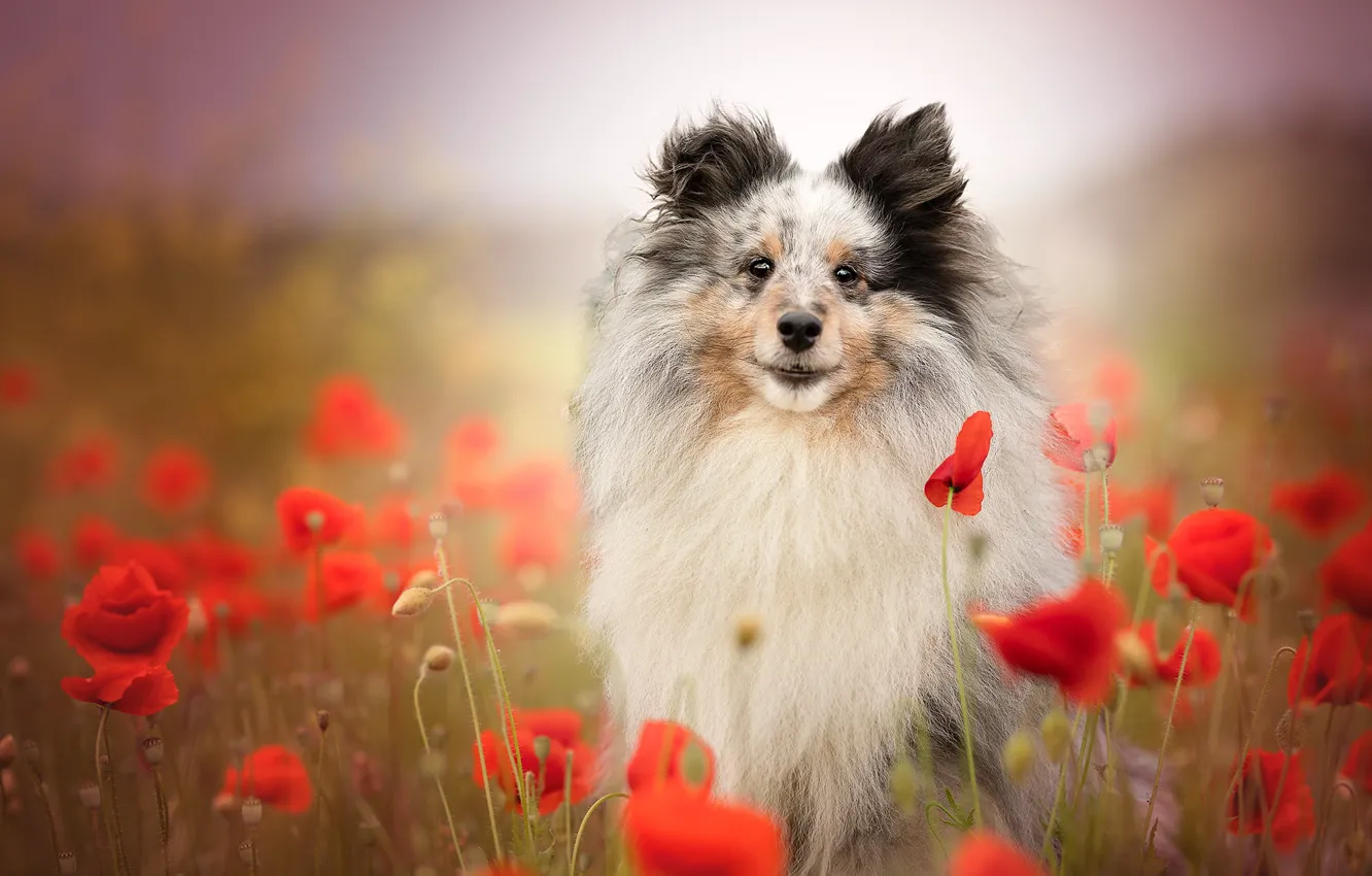 Фото обои цветы, маки, собака, боке, Шелти, Шетландская овчарка