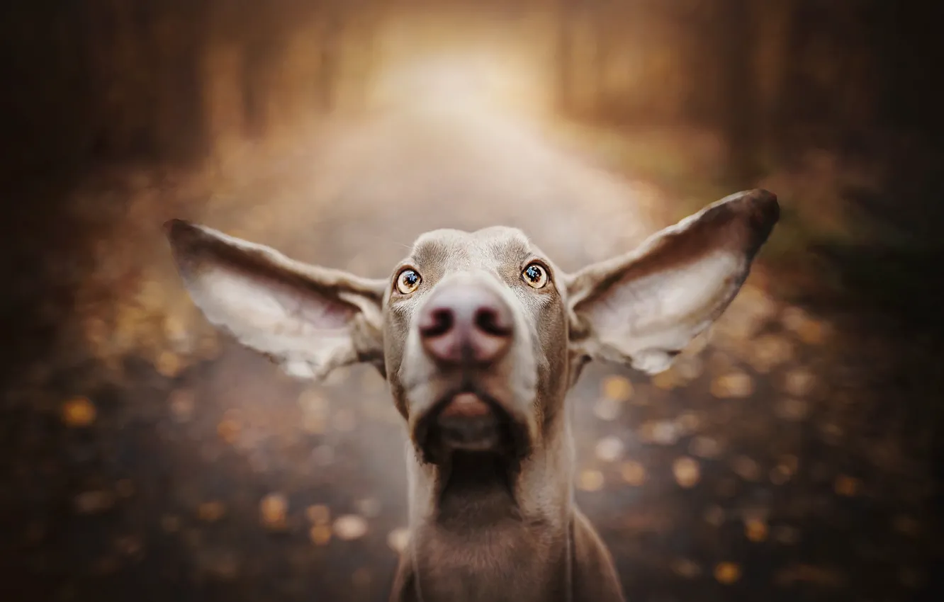 Фото обои морда, собака, нос, уши, боке, Веймаранер, Веймарская легавая
