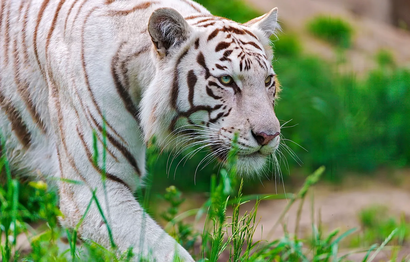 Фото обои белый, морда, тигр, хищник, крадётся, waite tiger