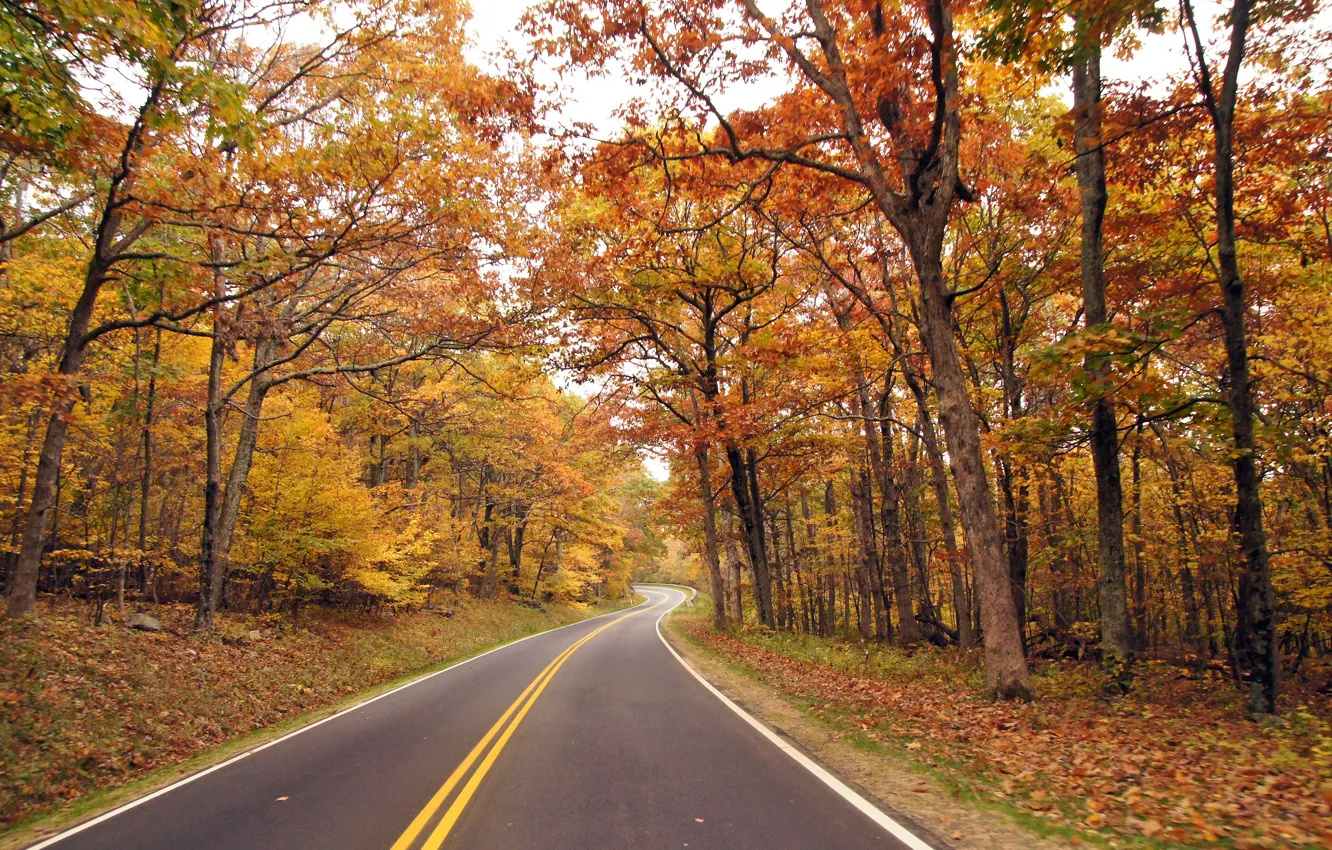 Фото обои Природа, Дорога, Осень, Деревья, Вирджиния, Nature, Autumn, Virginia