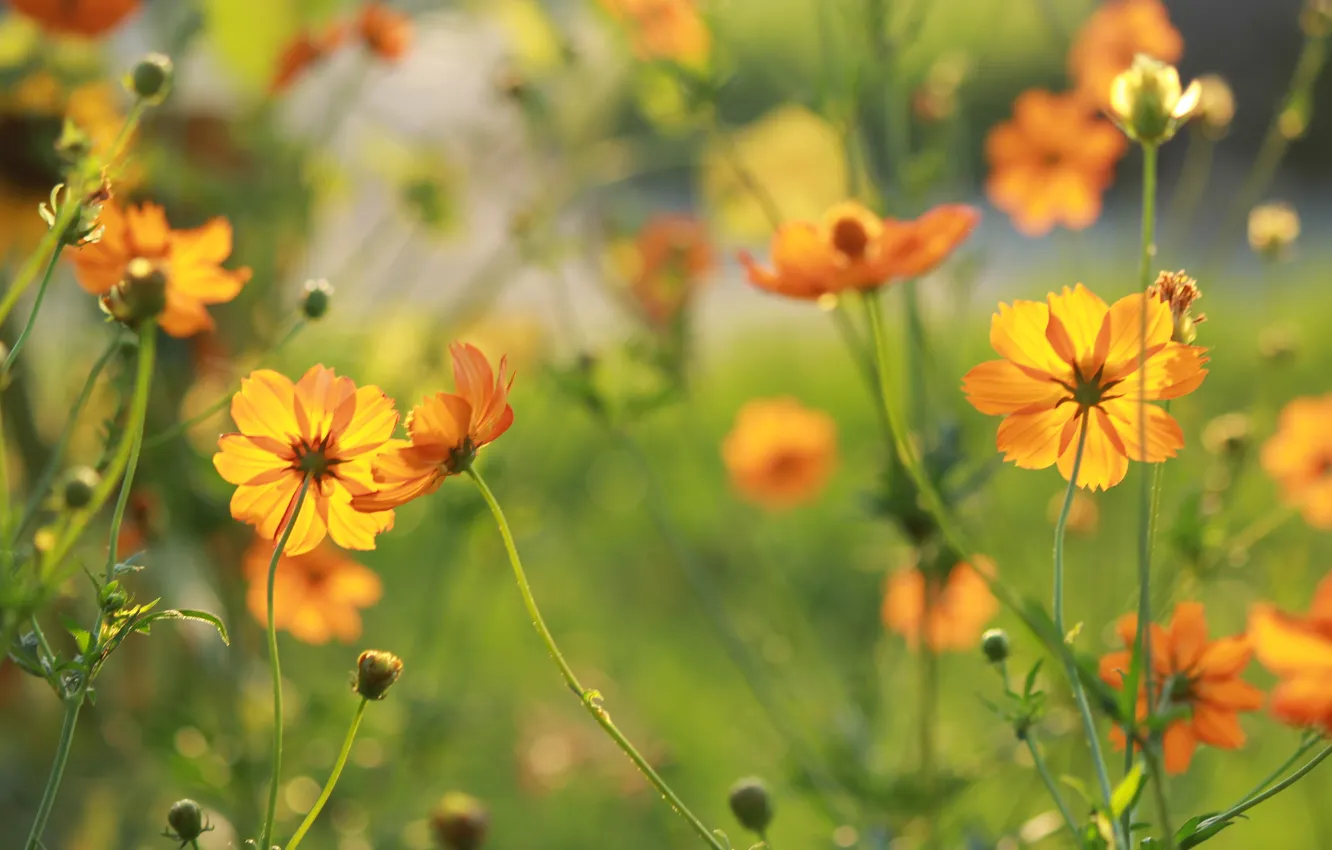 Фото обои солнце, цветы, природа, оранжевая, космея
