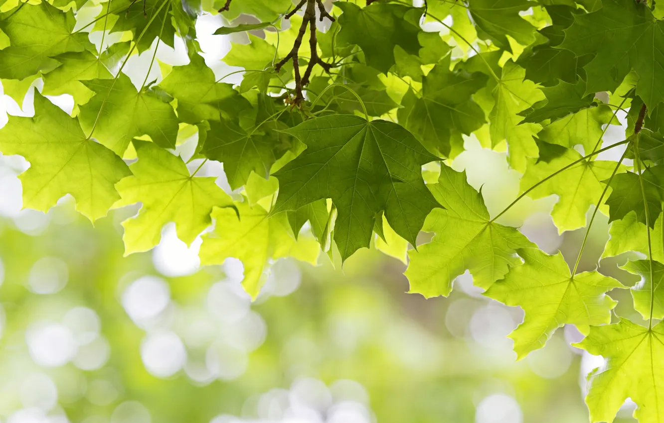 Фото обои листья, зеленый, дерево, клен