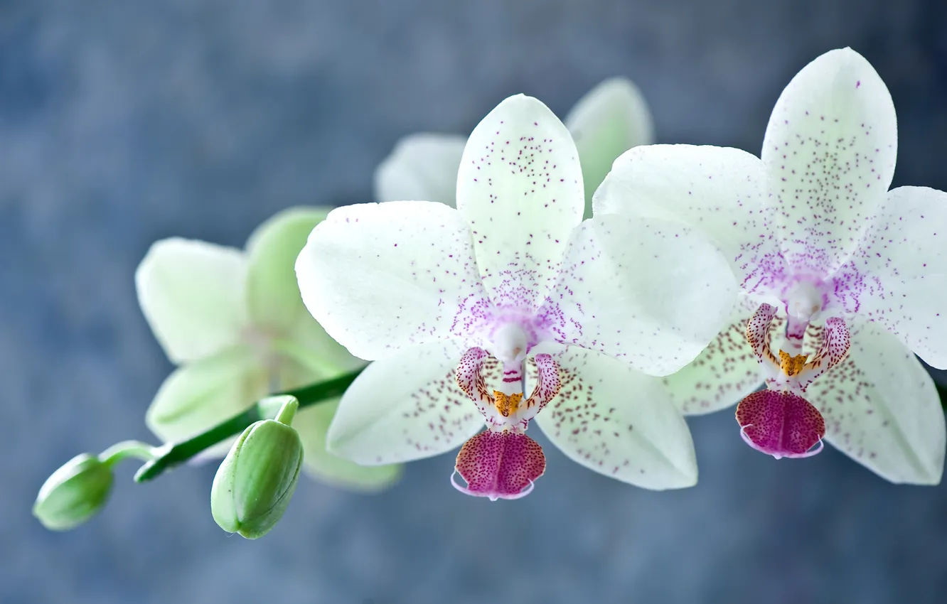Фото обои фон, ветка, лепестки, размытость, орхидея