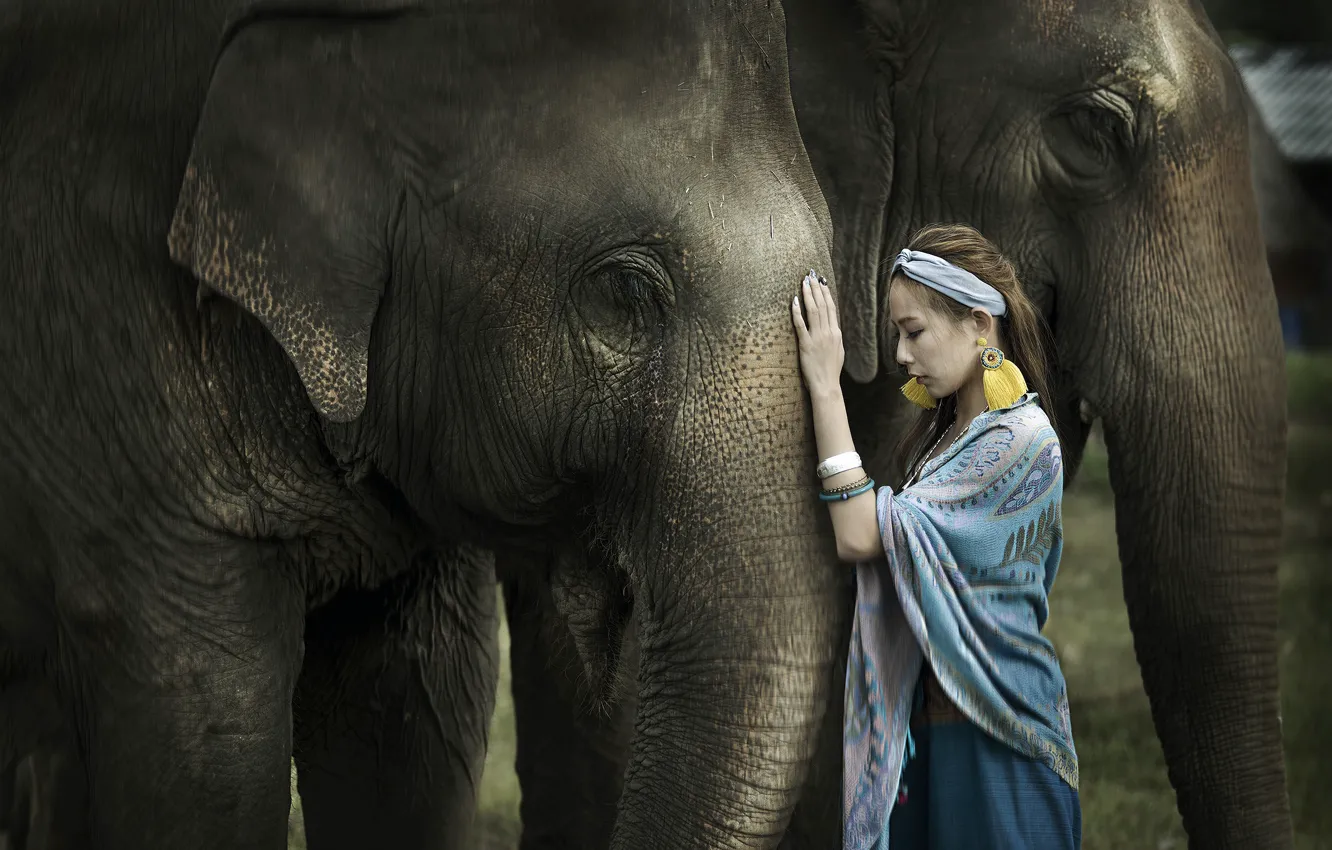 Фото обои девушка, природа, слон