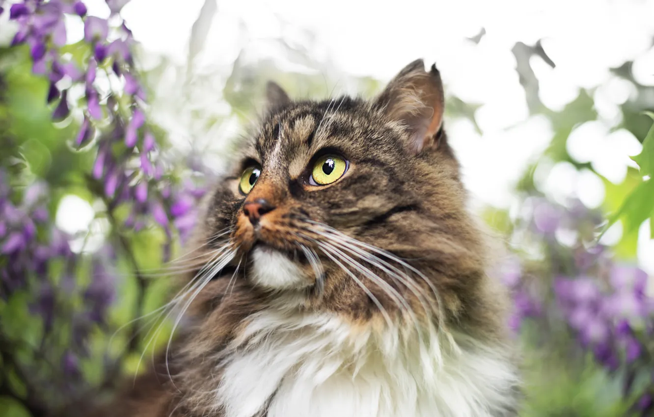 Фото обои кошка, кот, усы, взгляд, морда, листья, цветы, природа