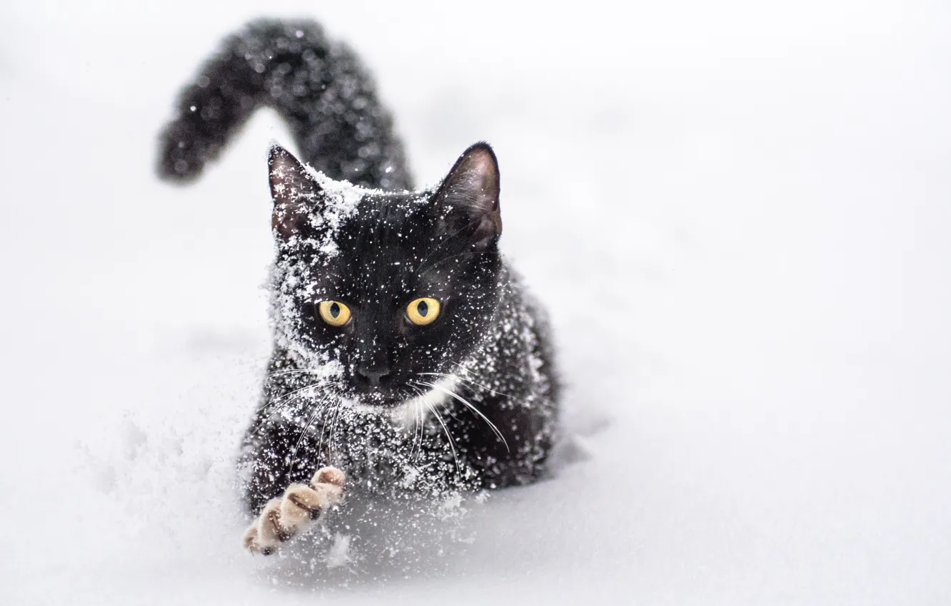 Фото обои зима, кот, снег, лапа, когти