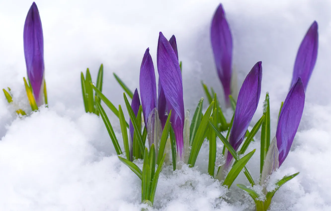 Фото обои фиолетовый, макро, снег, цветы, весна, бутоны, первоцвет, Крокусы