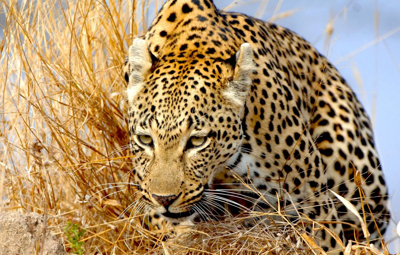 Фото обои трава, хищник, леопард, дикая кошка