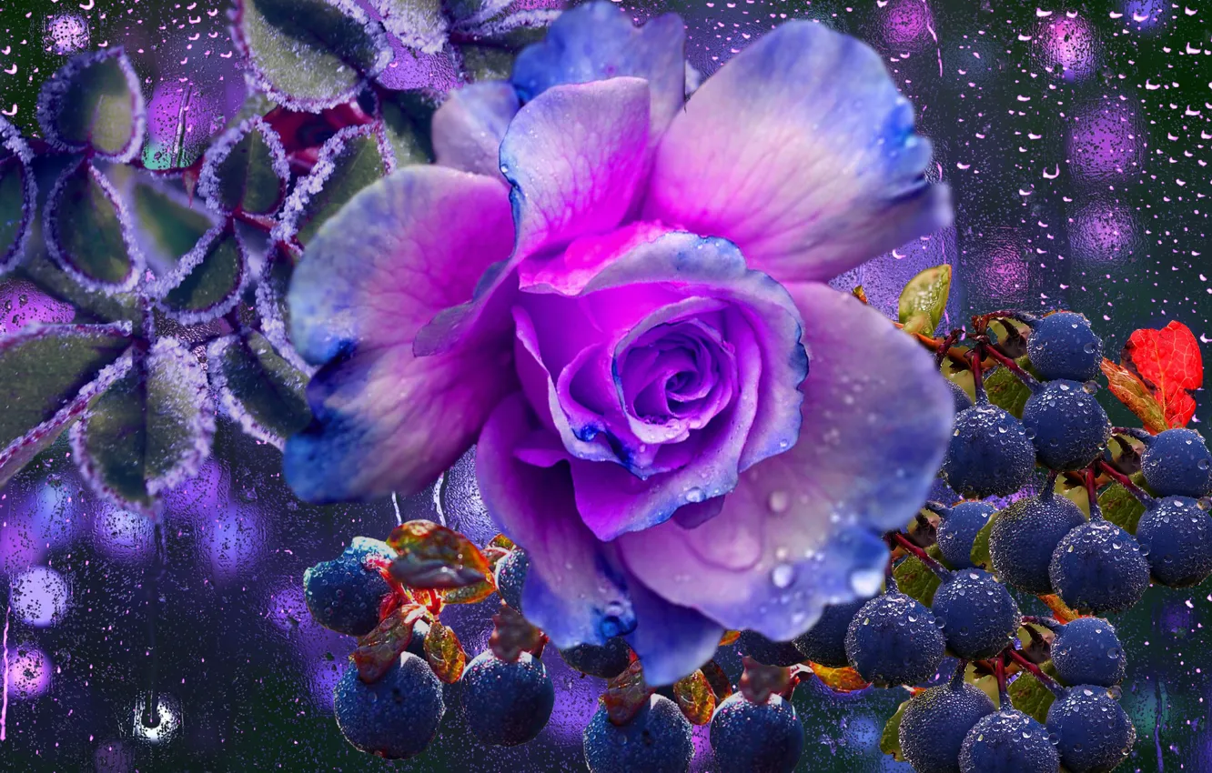 Фото обои капли, ягоды, дождь, роза, настроение осени