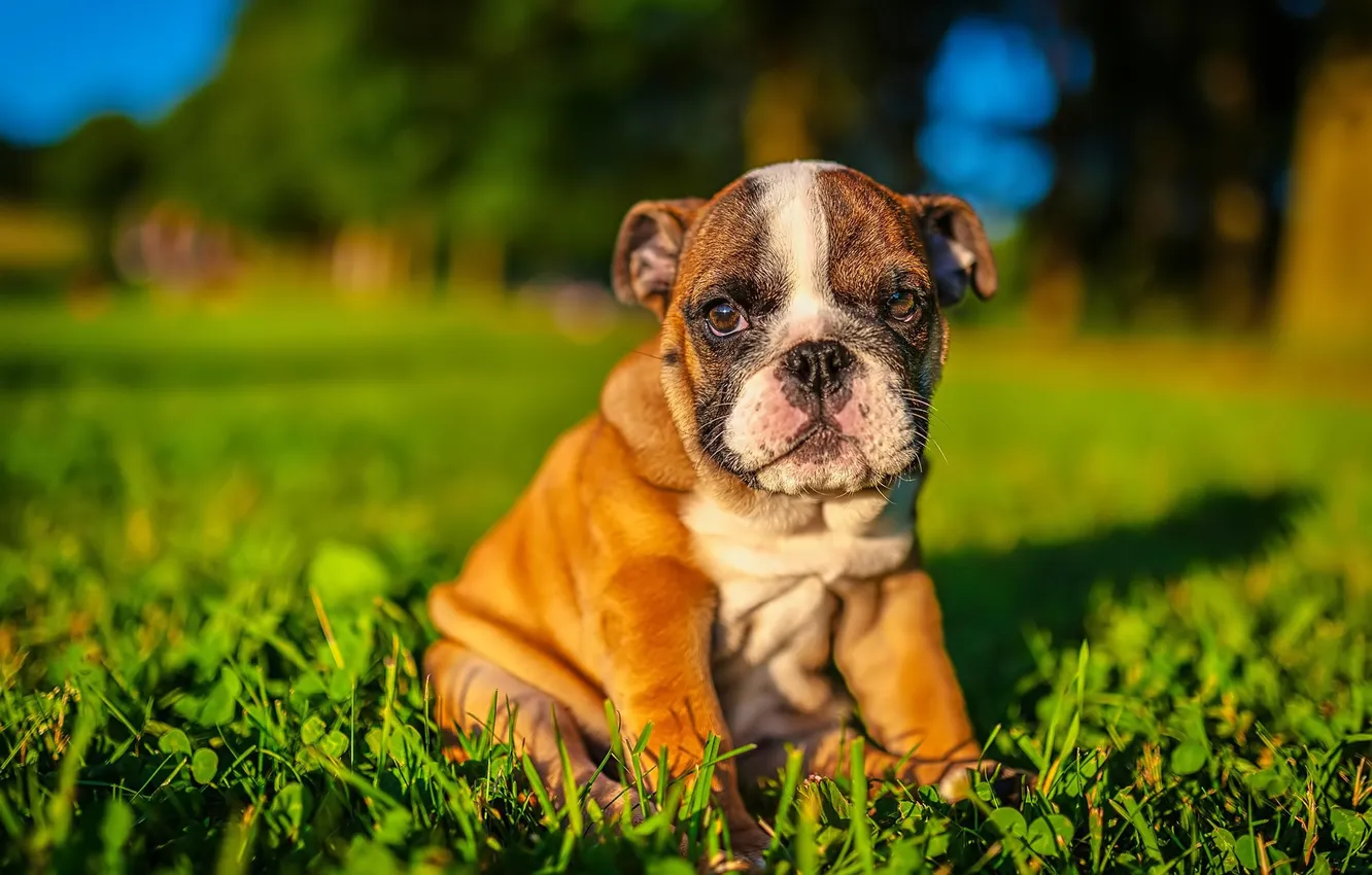 Фото обои трава, газон, щенок