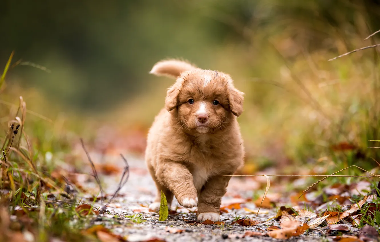 Фото обои осень, листья, природа, фон, листва, собака, малыш, щенок