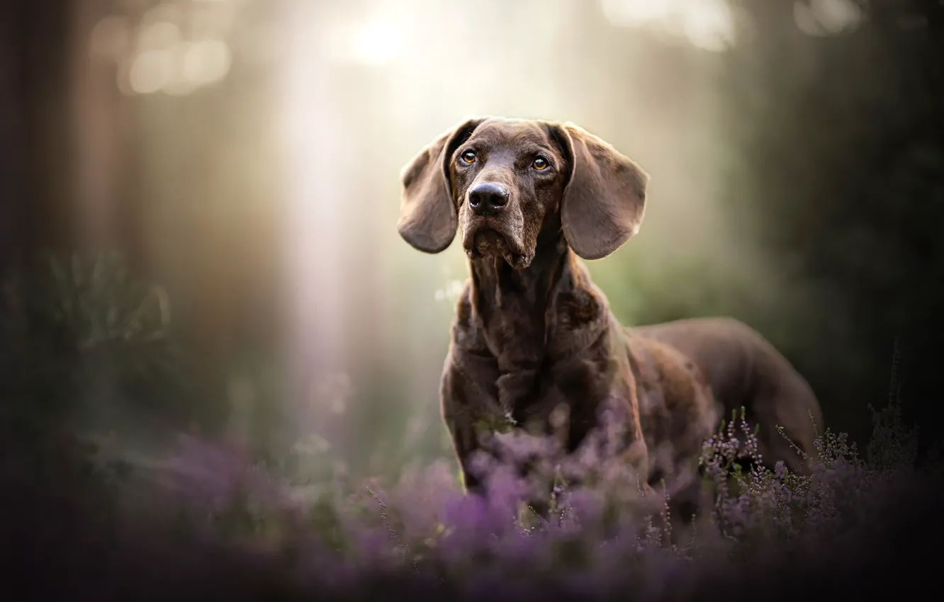 Фото обои взгляд, друг, собака