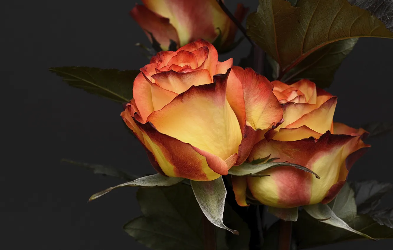 Фото обои цветы, розы, лепестки роз, романтические, картинка для поздравлений, картинка для открытки