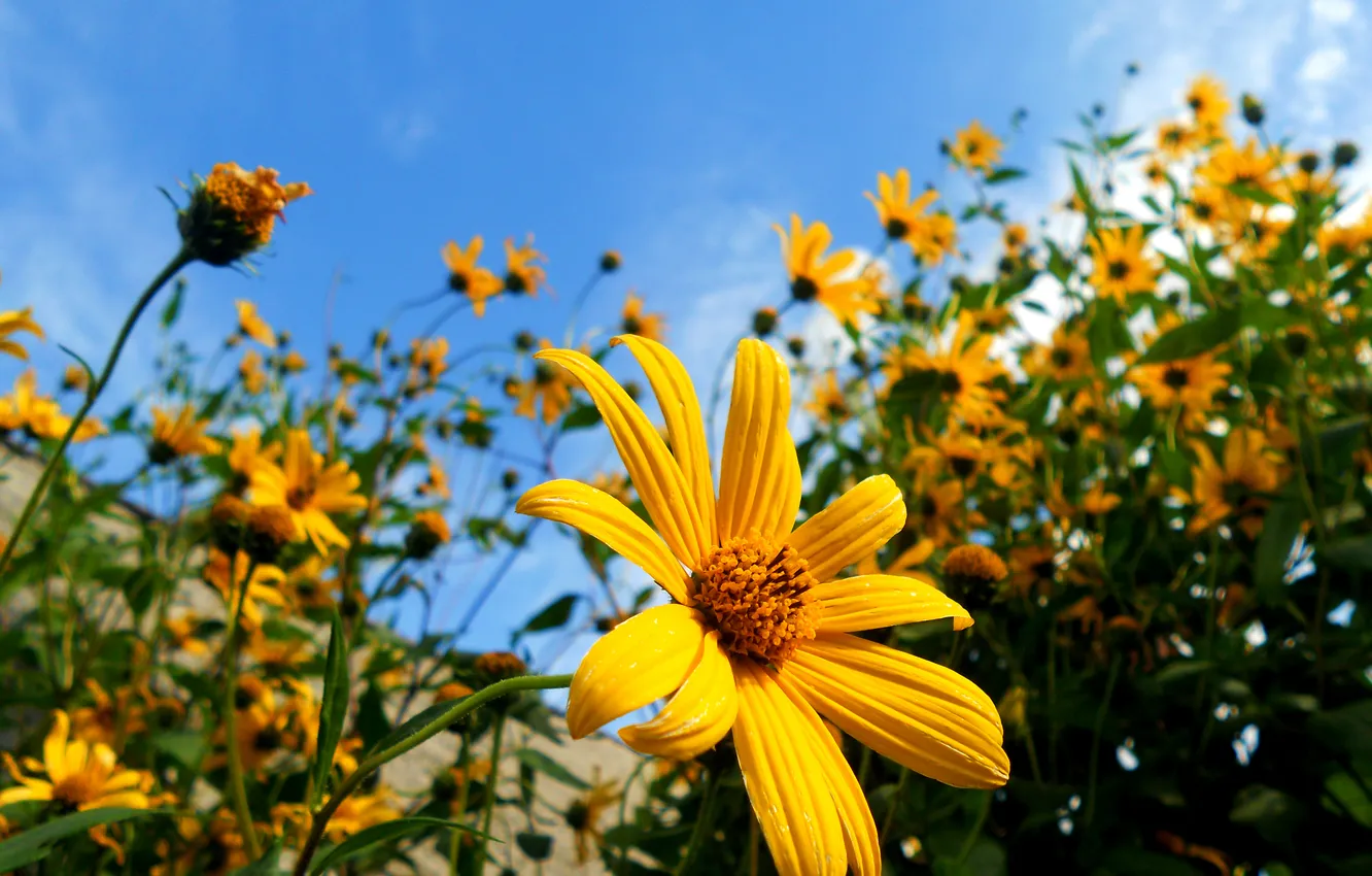 Фото обои цветок, небо, макро, цветы, flowers