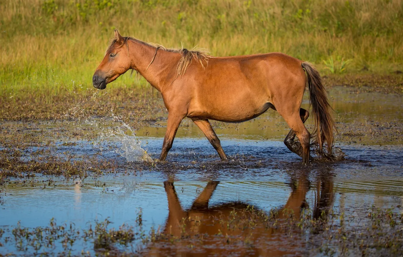 Фото обои вода, брызги, конь, лошадь, профиль
