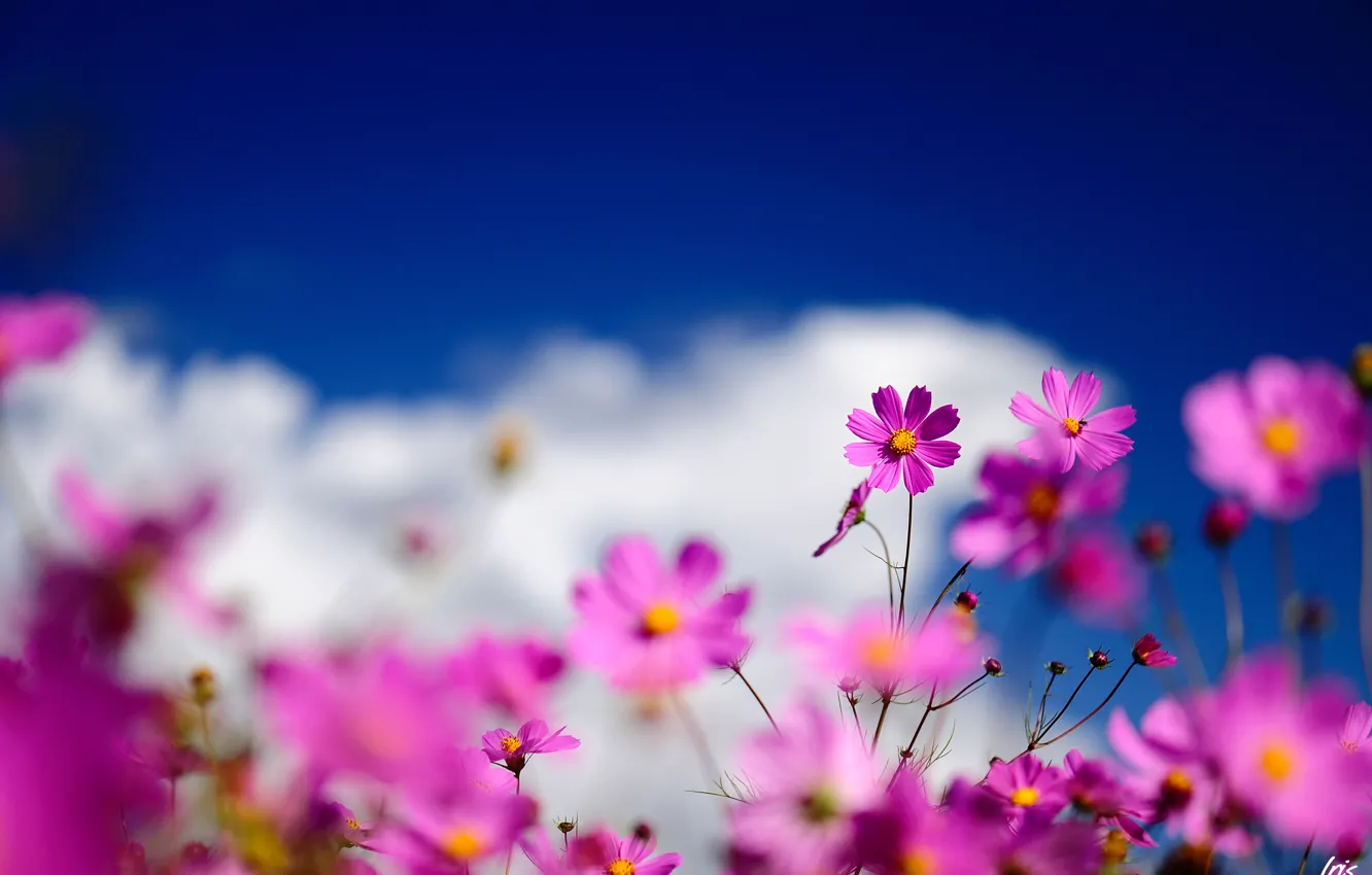 Фото обои небо, облака, макро, цветы, розовая, размытость, полевые, космея