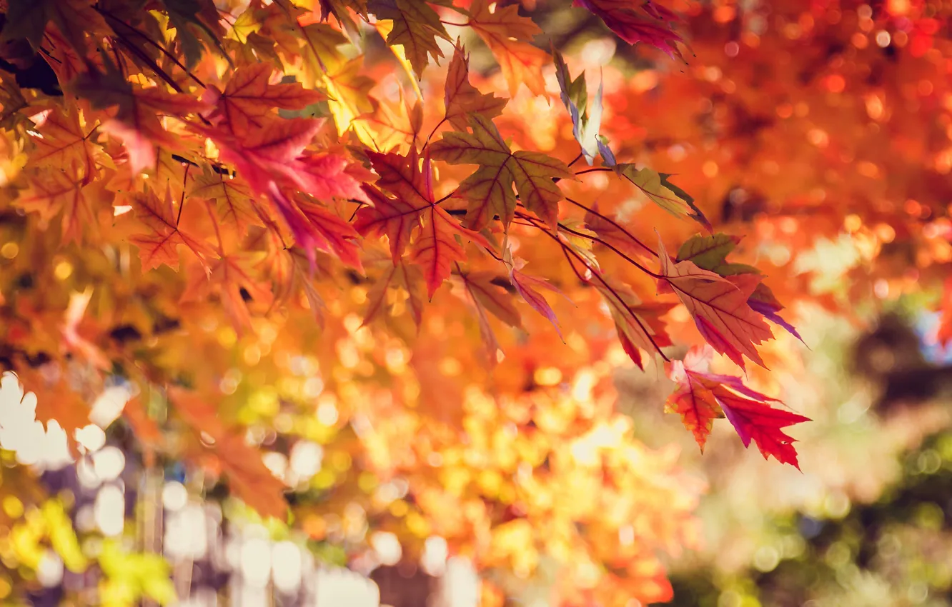 Фото обои осень, листья, природа, дерево, желтые, красные, оранжевые, боке