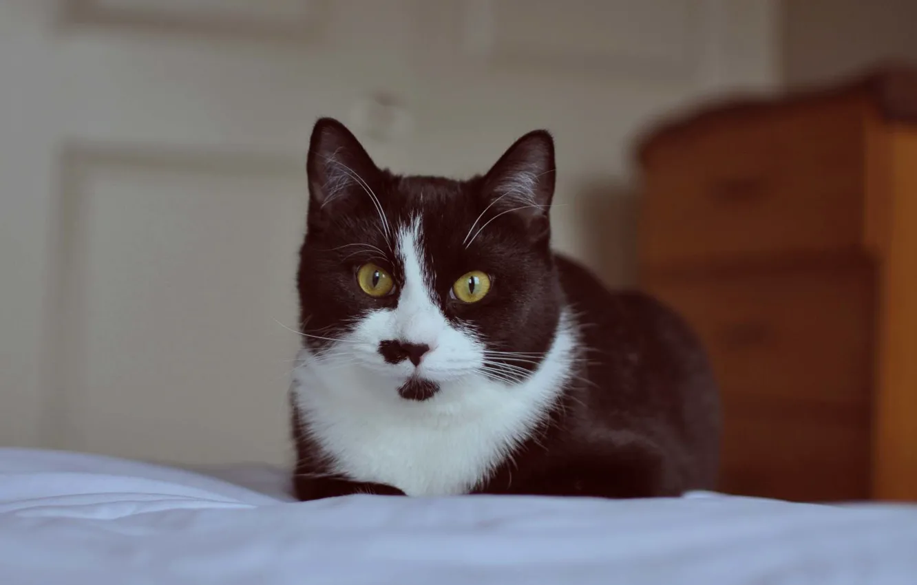 Фото обои глаза, кот, усы, черно-белый