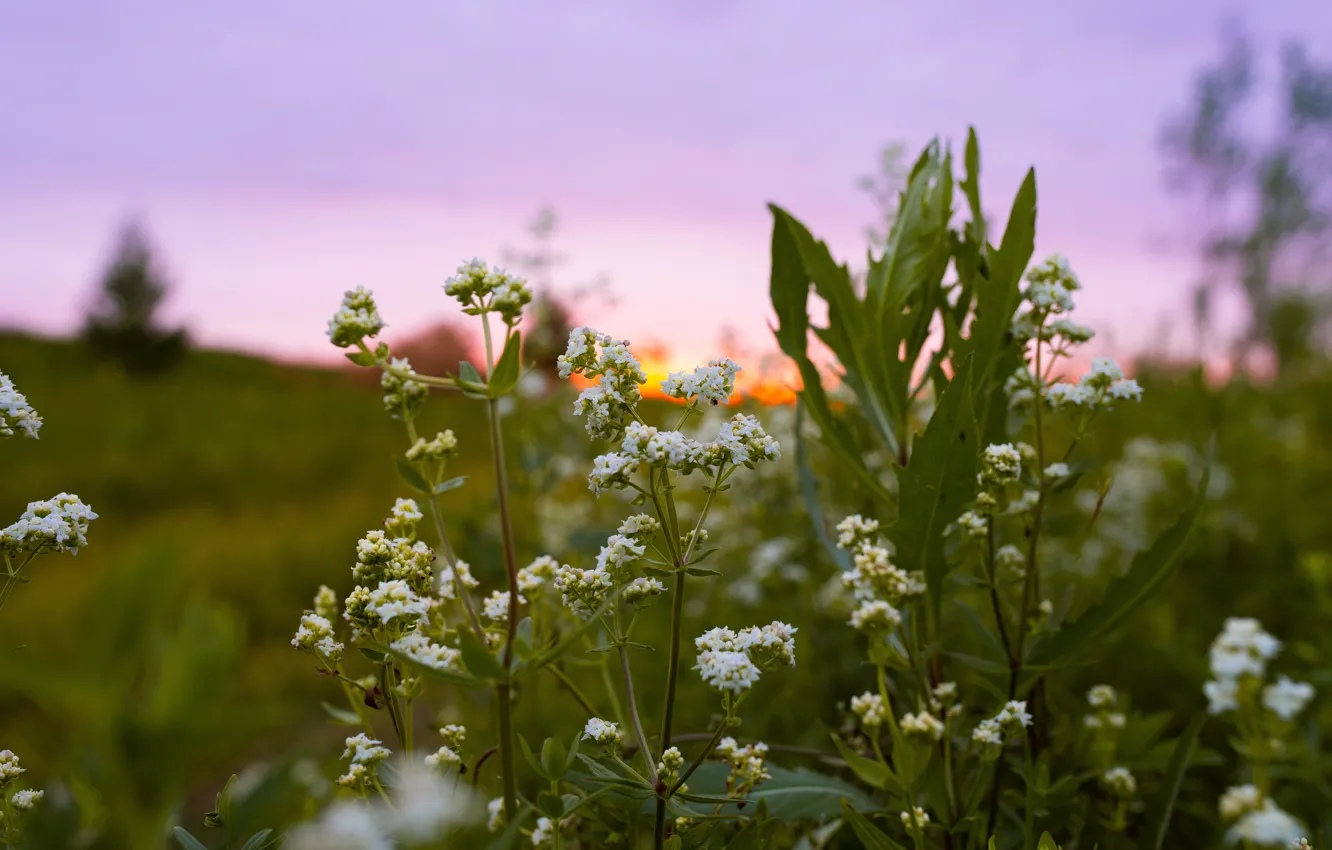 Фото обои поле, лето, макро, закат, цветы, природа