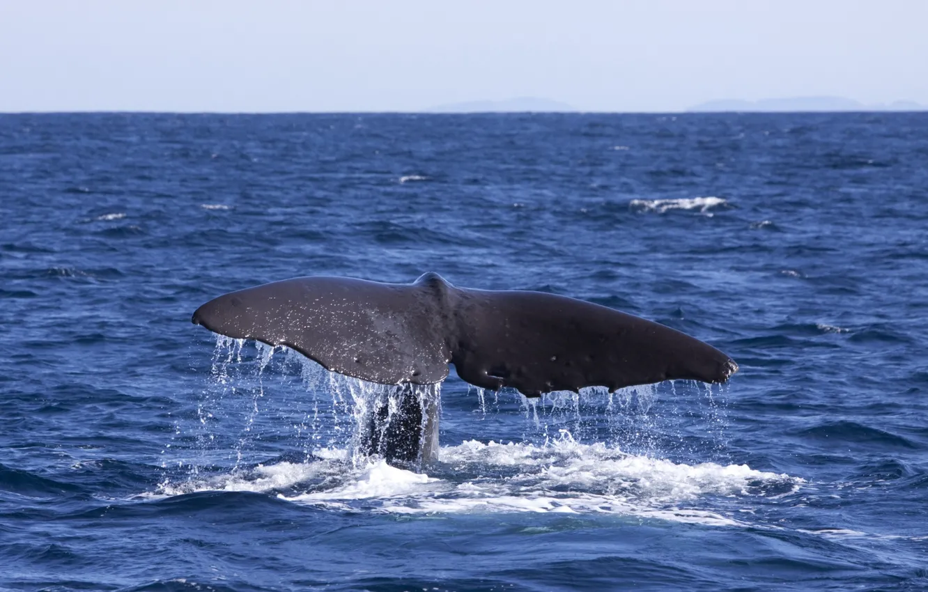 Фото обои небо, океан, даль, кит, хвост, photographer, Paulo Ebling