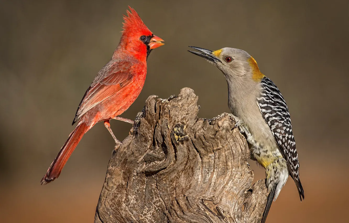 Фото обои птицы, природа, клюв, дятел, красный кардинал