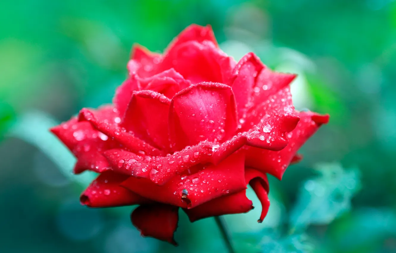 Фото обои цветок, капли, роза, бутон, красная, алая, зеленый фон