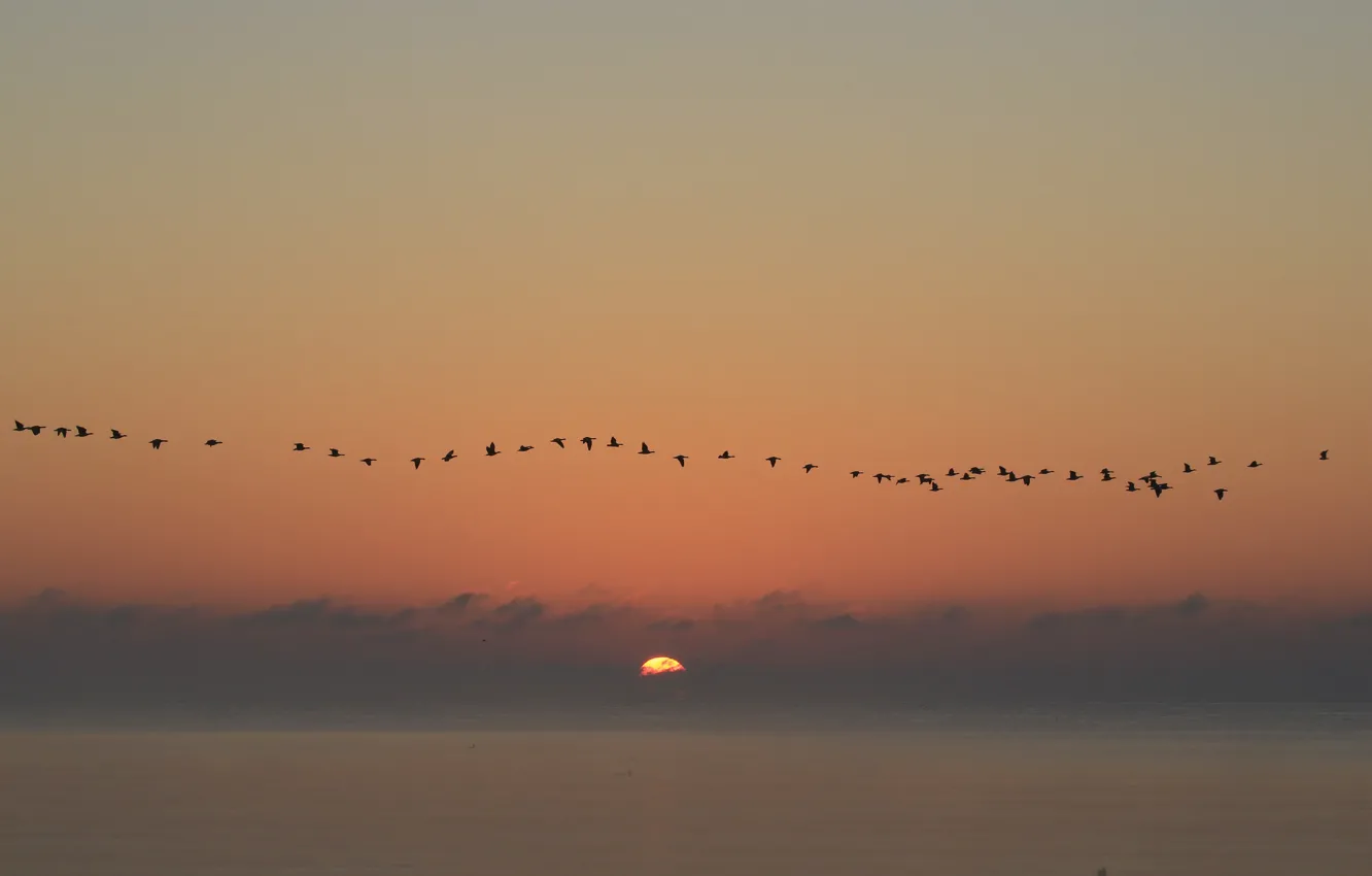 Фото обои seascape, birds, sunrise