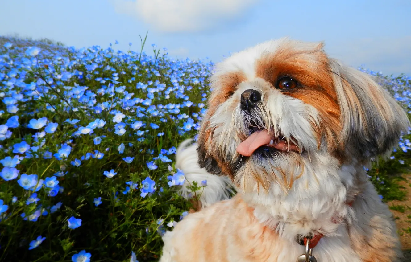 Фото обои язык, цветы, собака, мордочка, немофила, Ши-тцу