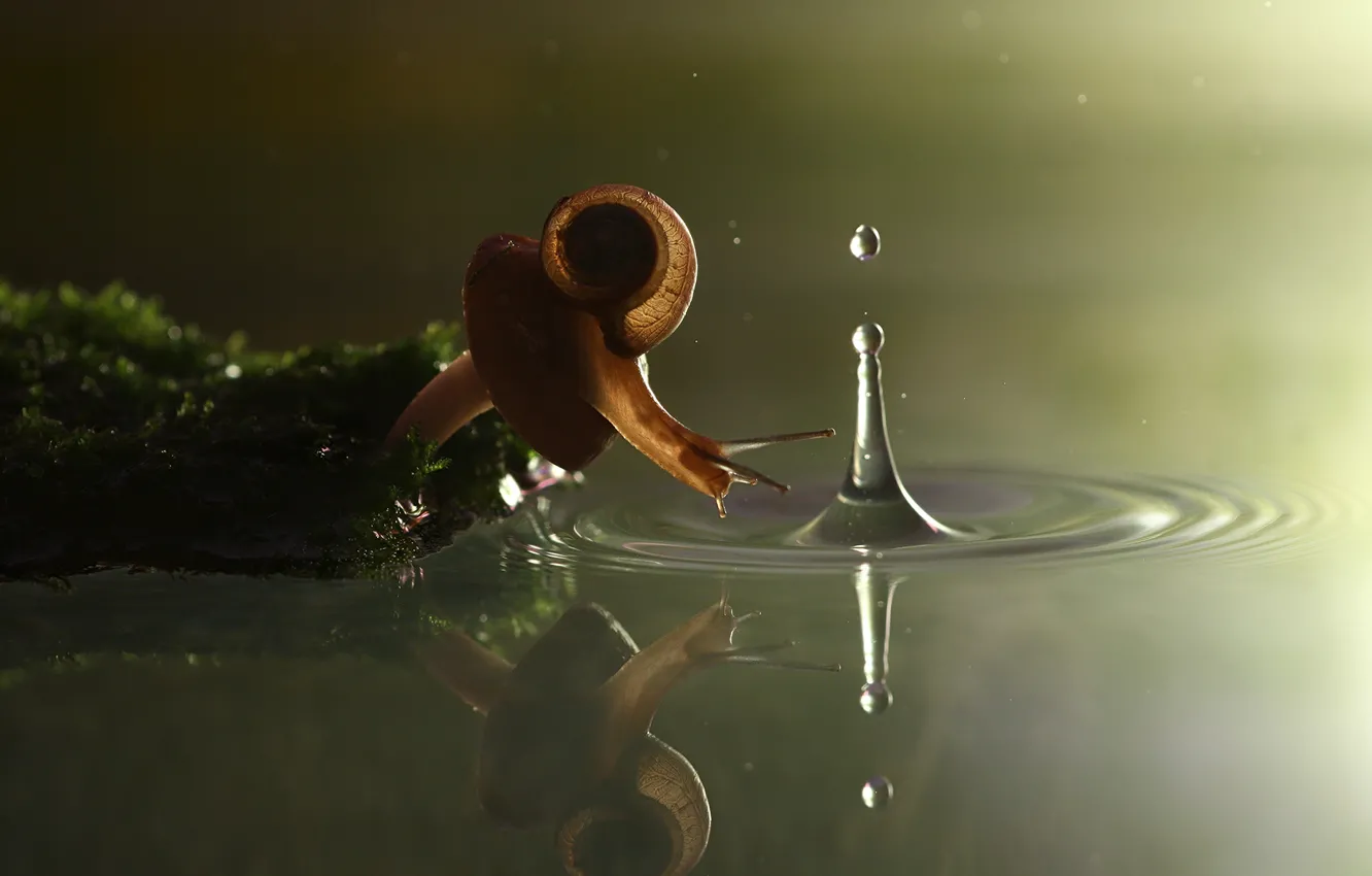 Фото обои вода, гриб, мох, улитка, всплеск, Vadim Trunov photographer